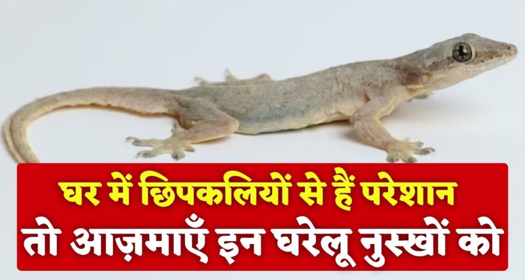Home Remedies for Lizards