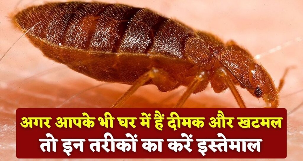 Bedbugs And Termite Home Remedies